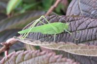 Phaneroptera nana