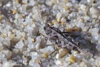 Paratettix meridionalis