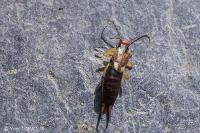 Forficula auricularia