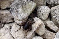 Nemobius sylvestris sylvestris