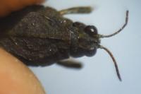 Tetrix ceperoi