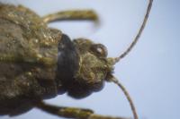 Tetrix bolivari