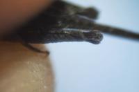 Tetrix ceperoi