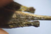 Tetrix bolivari