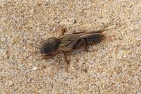 Gryllotalpa gryllotalpa