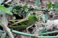 Aiolopus thalassinus