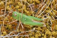 Aiolopus thalassinus