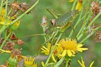 Uromenus rugosicollis