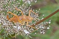 Uromenus rugosicollis