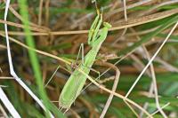 Mantis religiosa