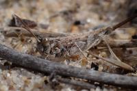 Dociostaurus jagoi occidentalis