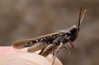 Calephorus compressicornis