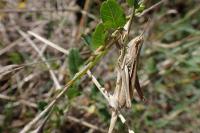 Euchorthippus elegantulus