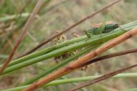 Conocephalus dorsalis