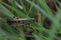 Aiolopus thalassinus