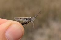 Gomphocerippus mollis