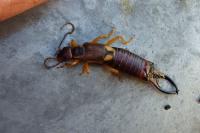 Forficula auricularia