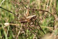 Tessellana tessellata