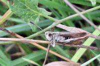 Gomphocerippus rufus