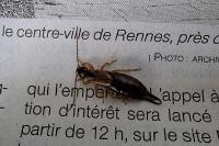 Forficula auricularia