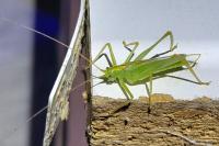 Leptophyes punctatissima