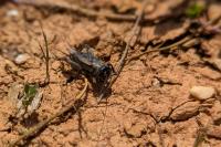 Eumodicogryllus bordigalensis