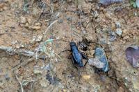 Pteronemobius heydenii