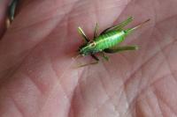 Meconema meridionale