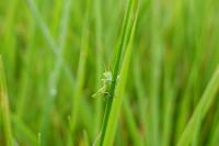 Tettigonia viridissima