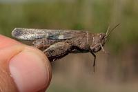 Aiolopus strepens strepens