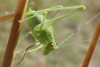 Phaneroptera falcata