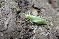 Meconema thalassinum