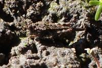 Paratettix meridionalis