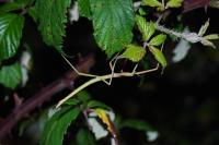 Clonopsis gallica