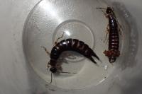 Euborellia annulipes
