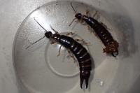 Euborellia annulipes