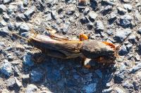 Gryllotalpa gryllotalpa