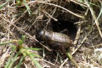 Gryllus campestris
