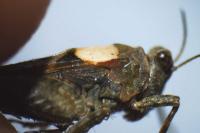 Paratettix meridionalis