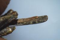 Paratettix meridionalis