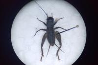 Eumodicogryllus bordigalensis