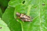 Tetrix undulata