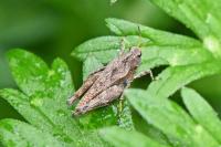 Tetrix undulata
