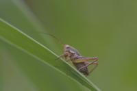 Pholidoptera griseoaptera