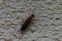 Forficula auricularia