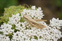 Euchorthippus elegantulus