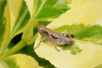 Pezotettix giornae