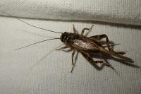 Eumodicogryllus bordigalensis
