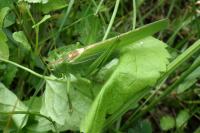 Tettigonia viridissima
