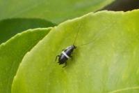 Planuncus vinzi